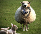 The phrase "A Wolf In Sheep's Clothing" pertains to a character who uses a false identity to conceal either his true identity, feelings, or motives. (Illustration picture)