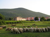 Sheeps and Krizevac
