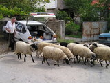 Local Man, Car and Sheeps