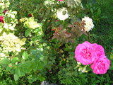 Roses at the Monastery Garden